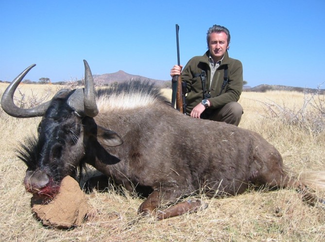 Black-wildebeest-gnu-sudafrica