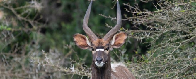 Nyala caccia in sudafrica Montefeltro