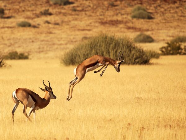 Springbok