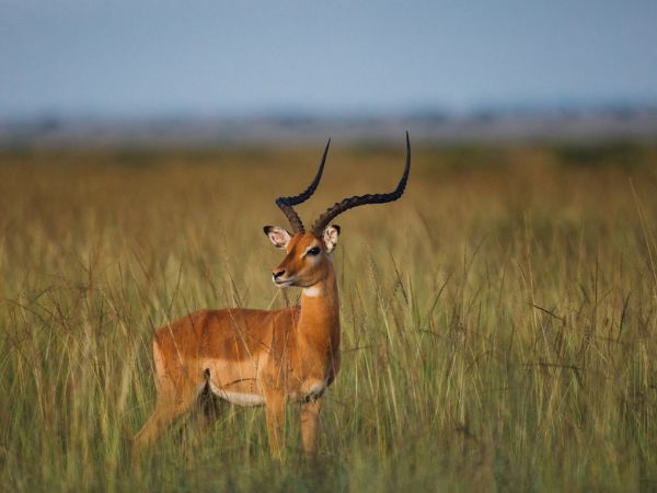 viaggi caccia africa Montefeltro impala antilopi