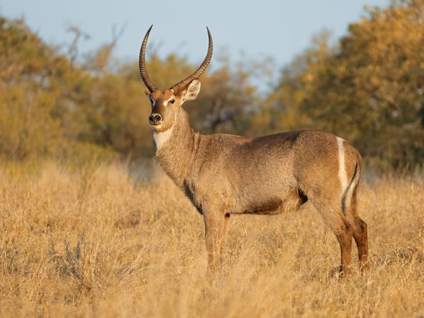 Waterbuck
