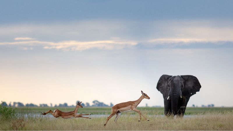 Montefeltro viaggi di caccia sudafrica