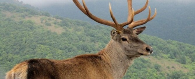 maral Montefeltro viaggi di caccia