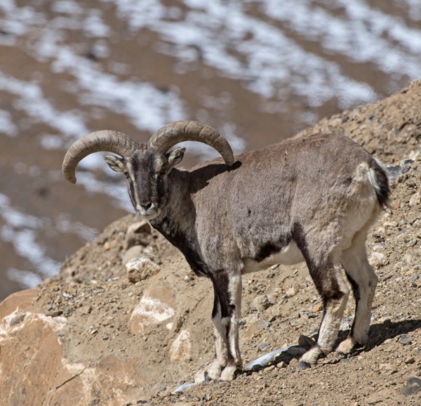 maschio di blue sheep