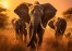 CAccia all'elefante in Zimbabwe