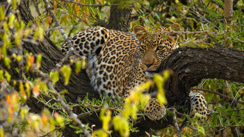Un-leopardo-si-riposa-su-un-albero-nel-Masai-Mara