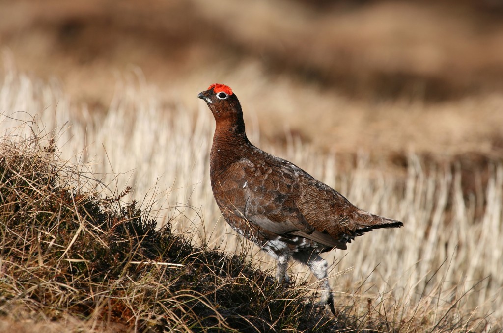 redgrouse small game hunting