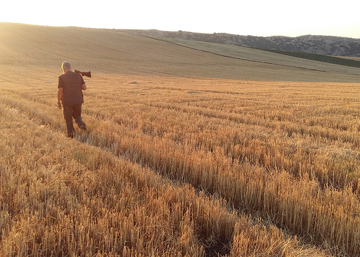 caccia di starne e coturnici