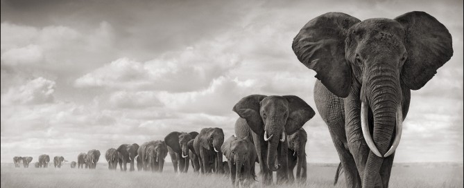 caccia agli elefanti zimbabwe Montefeltro