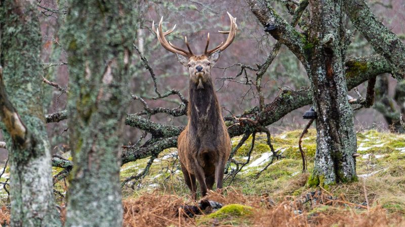 caccia al cervo rosso in Scozia stalking