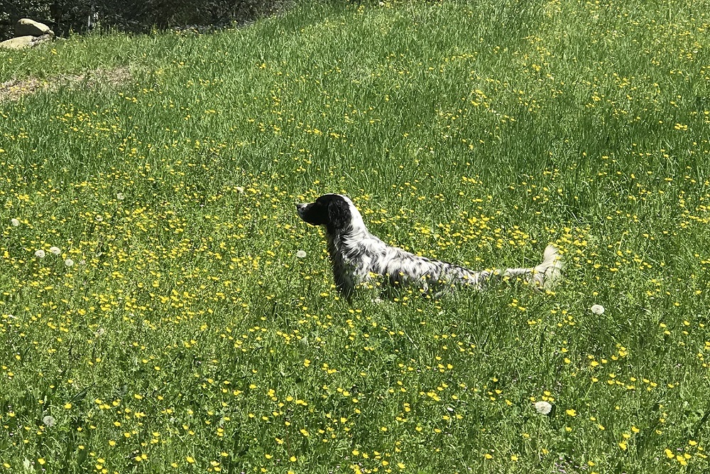 caccia col cane rivergaro