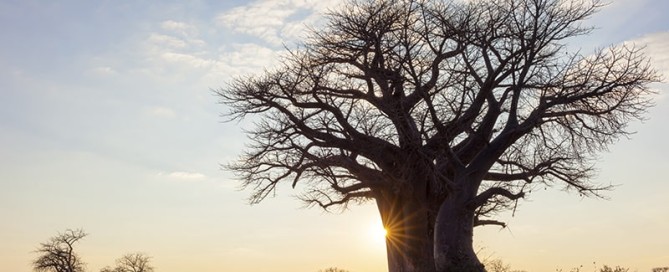caccia in Africa in Botswana con Montefeltro