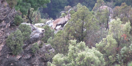 caccia alle capre