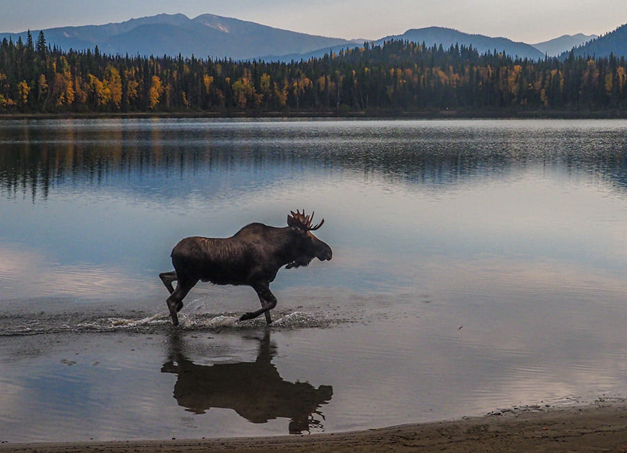 caccia al Caribou in Canada