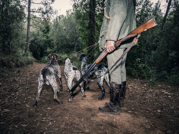 Caccia al cinghiale in Spagna con cani da caccia in battuta