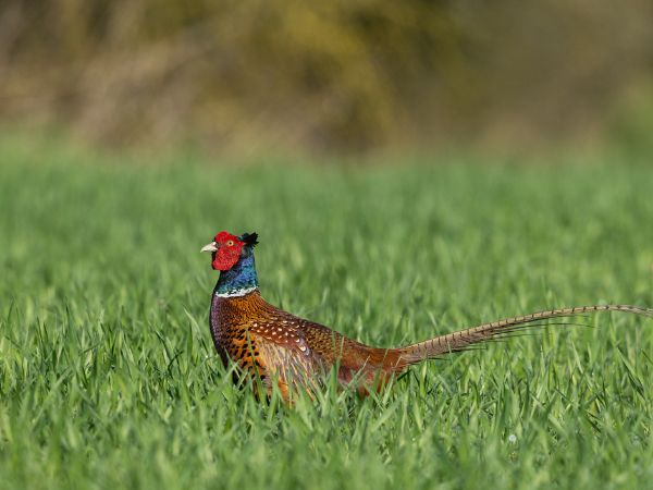 Caccia al fagiano in ambiente naturale