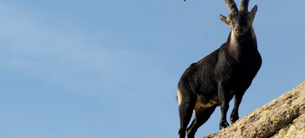 caccia in spagna