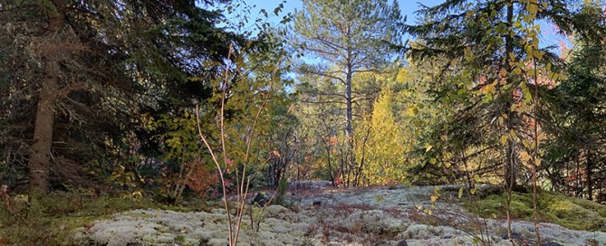 viaggio di caccia in Canada