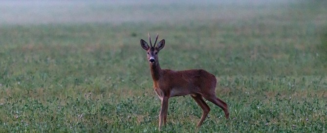 caccia al capriolo in Romania con Montefeltro