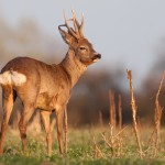 caccia al capriolo