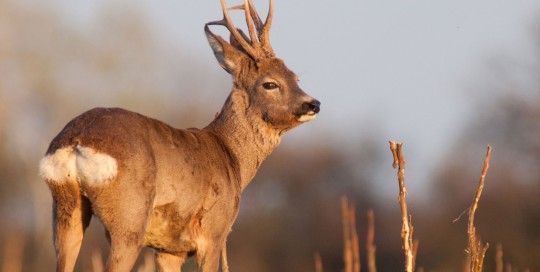 caccia al capriolo scozia