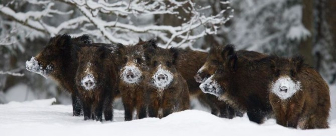 caccia al cinghiale montefeltro viaggi di caccia