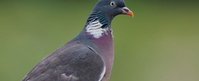 caccia ai colombacci in scozia
