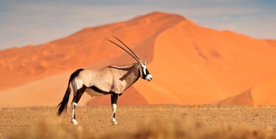 caccia alle antilopi Namibia