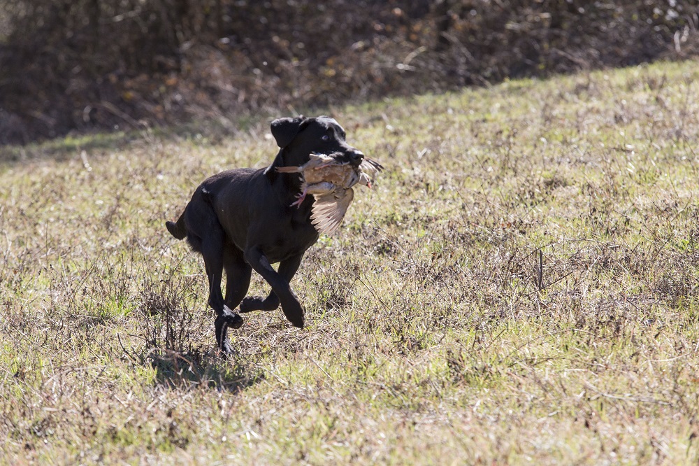 caccia cane da ferma