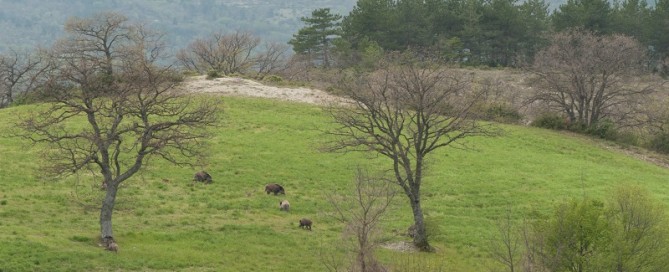 cacciare il cinghiale