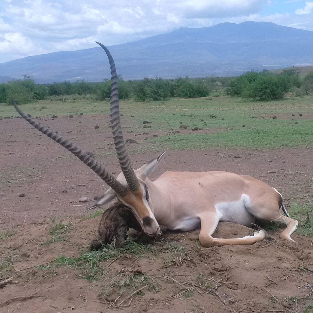 caccia in africa