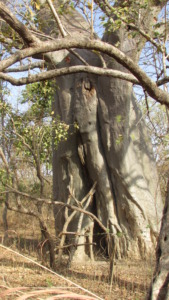 Caccia in senegal