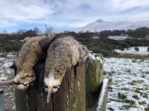 Caccia alla piccola selvaggina