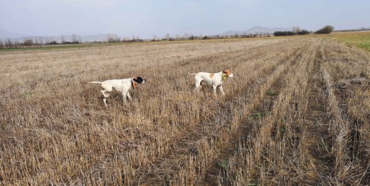 caccia in macedonia