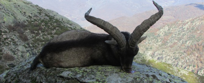 spagna macho montes