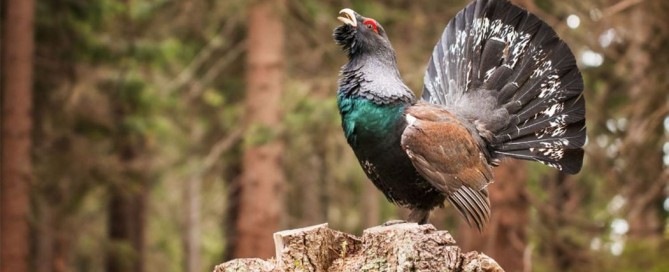 a caccia del gallo cedrone