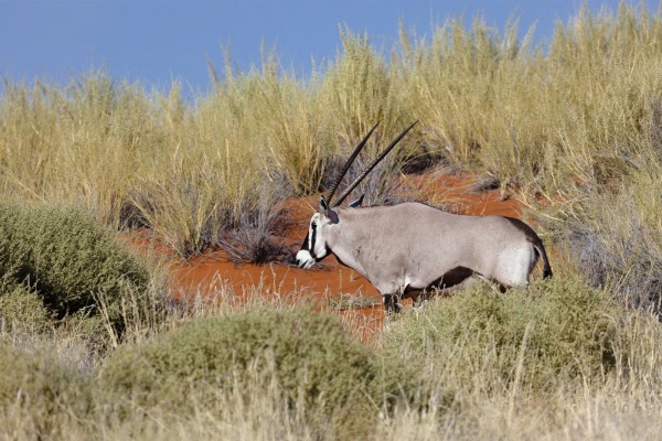 hunting in africa