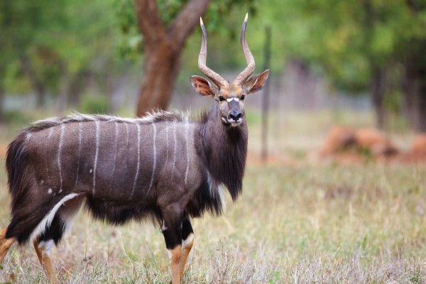 Nyala-caccia-in-sudafrica-montefeltro-vacanze-di-caccia-viaggi Uno splendido esemplare di Nyala durante un caccia in Sudafrica con Montefeltro