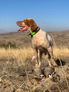 caccia in macedonia con cane