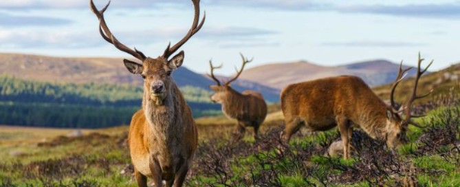 caccia al cervo rosso in Scozia