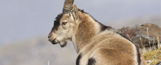 ronda ibex