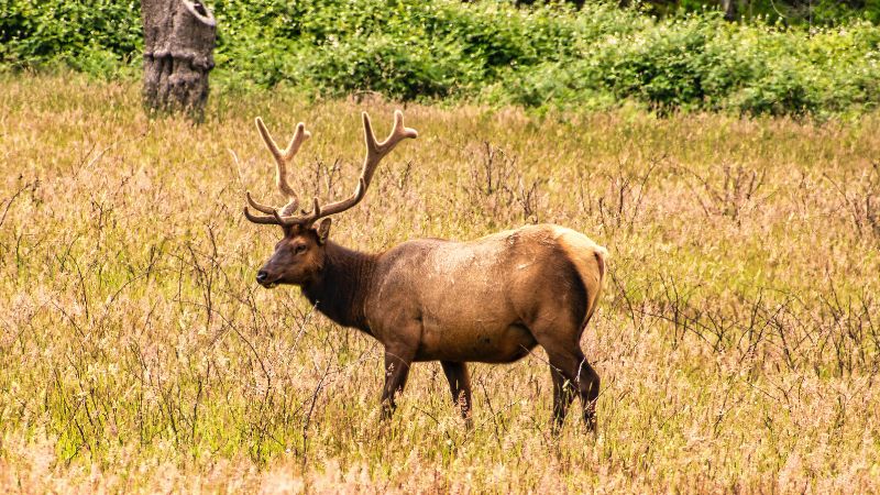 esemplare di cervo maschio con palco in velluto Scozia