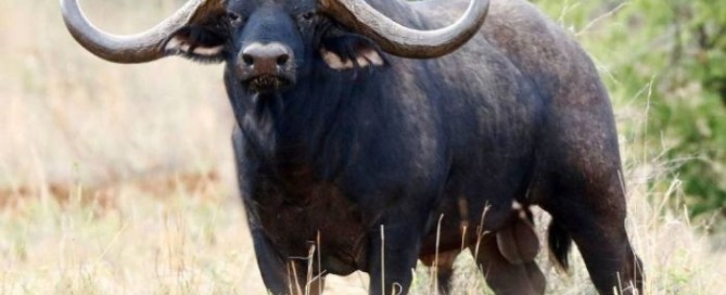 caccia in zimbabwe bufalo africa