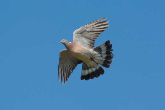 colombacci perthshire