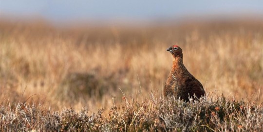 caccia alle grouse