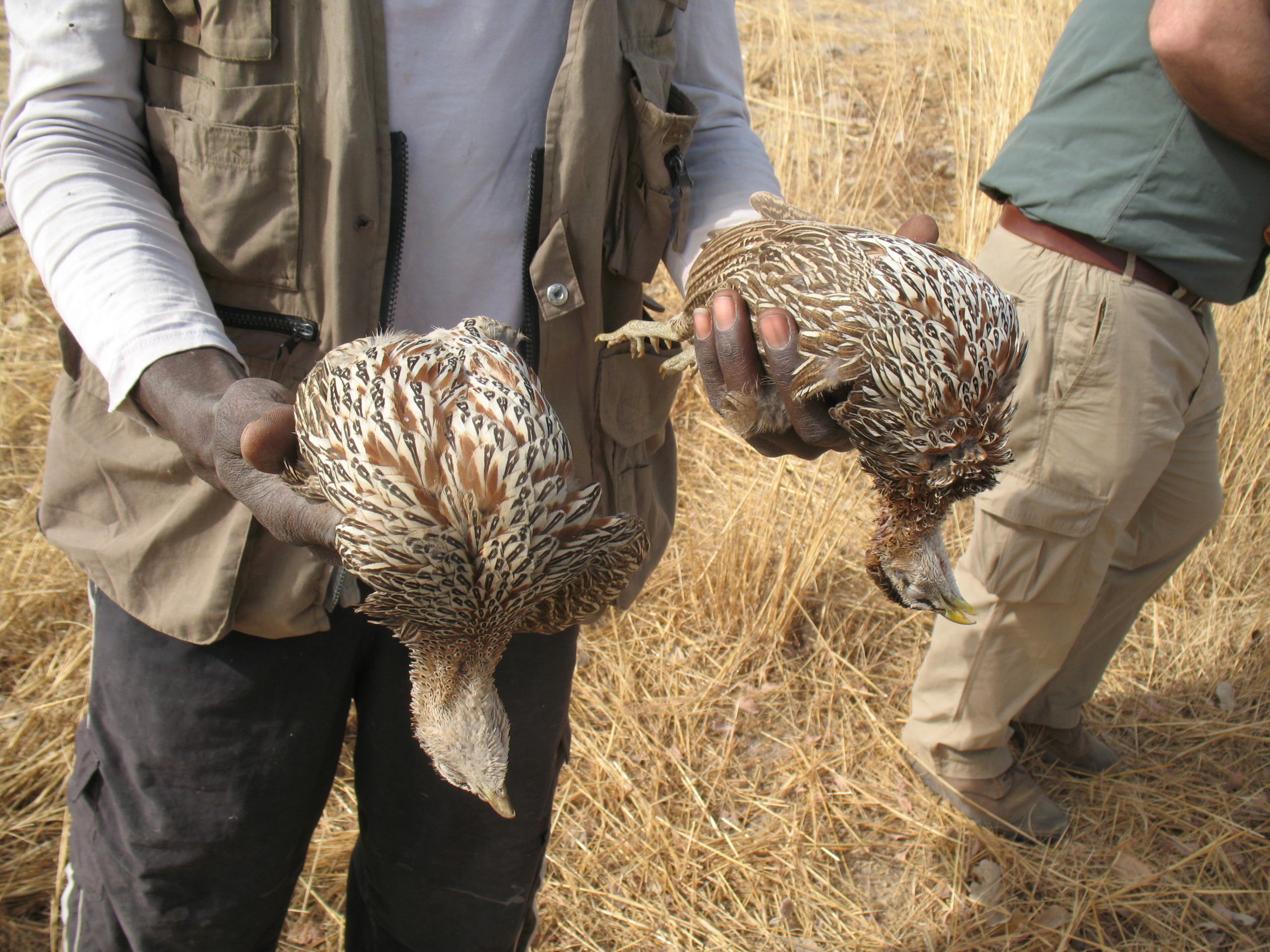 caccia in senegal piccola selvaggina