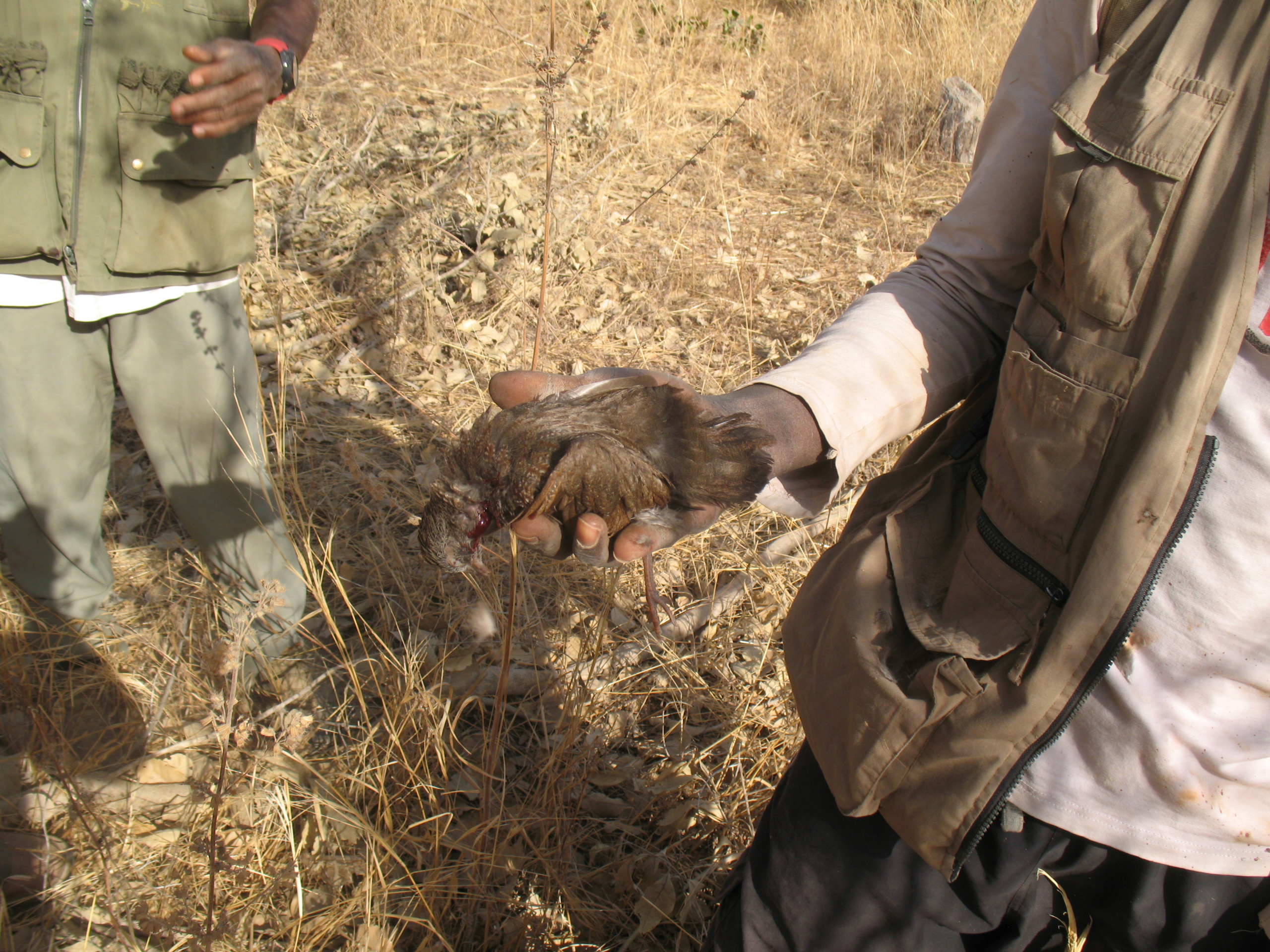 caccia in senegal piccola selvaggina