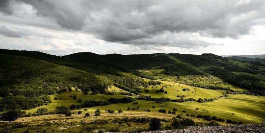 caccia al cinghiale in romania