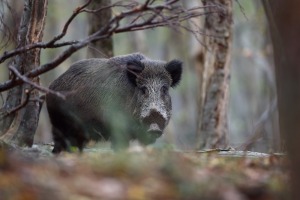caccia al cinghiale in bulgaria
