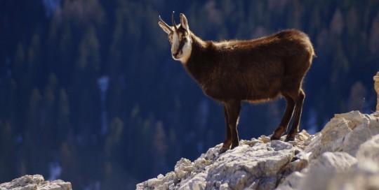 caccia al camoscio